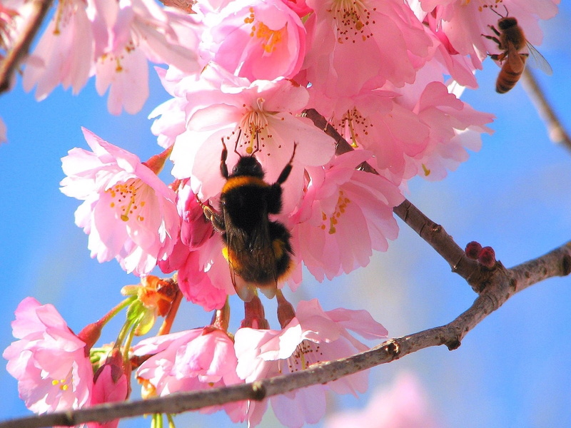 japan, flowers, flower, blossom, bee, pink, plant, cherry tree, flowering, day, springtime, season, animal wildlife, bumblebee, beauty In Nature, insect