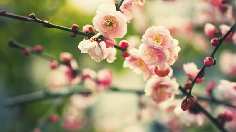 nature, cherry tree, japanese Culture, botany, petal, plum Blossom, formal Garden, macro, defocused, outdoors, flower Head, backgrounds, leaf, springtime