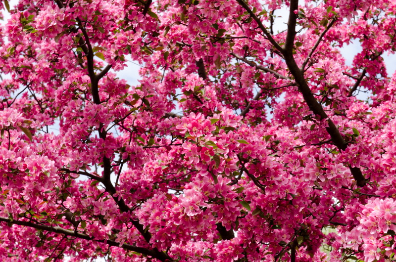 season, japanese Culture, close-up, 4K, cherry Tree, plant, japan, flowering plant, flower Head, growth, plum blossom, blossom, pink Color, pink, no People