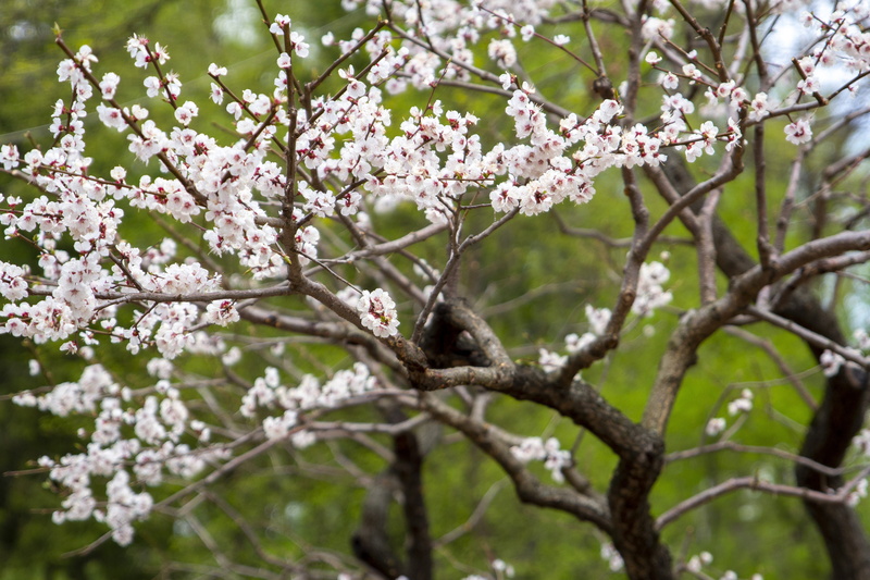 animals in the wild, animal themes, blooms, nature, cherry blossom, vulnerability, japanese garden, no people, outdoors, flower, branch, cherry, animal wildlife