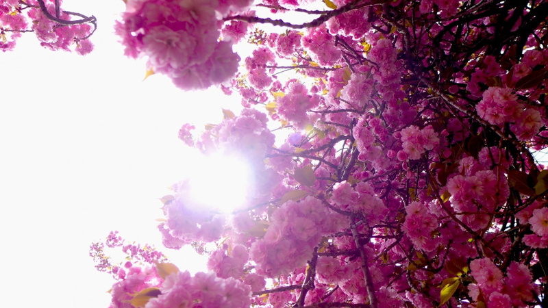 nature, close-up, beauty In Nature, flower Head, freshness, branches, no People, color Image, fragility, petal, outdoors, season, botany, branch, tree