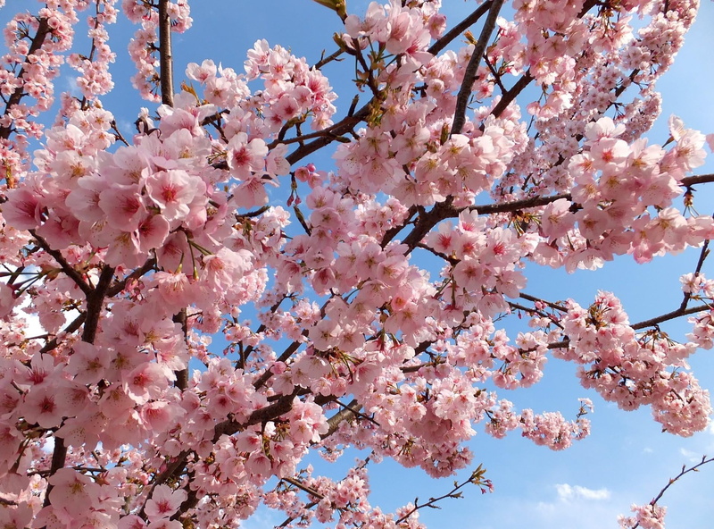 blossom, beauty In Nature, cherry Blossom, blossoms, growth, pink Color, springtime, 1080P, sky, japanese Culture, petal, outdoors, backgrounds, vulnerability