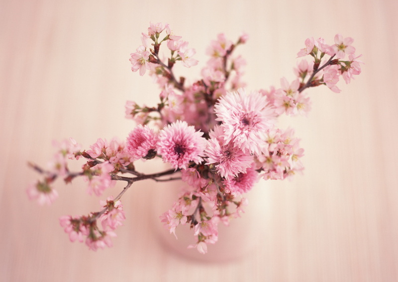 blossom, japan, bouquet, flower Head, 2K, blossoming, day, springtime, purple, branch, tree, flower arrangement, sakura, fragility, petaled, growth, cherry