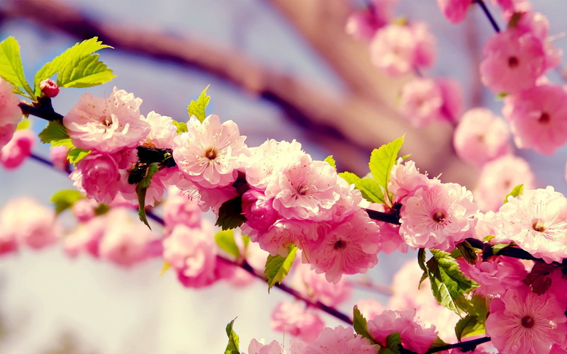 blossom, tree, petal, close-up, botany, day, season, japanese Culture, branches, asia, blue, flowering plant, growth, blossoms, fragility, outdoors, cherry tree