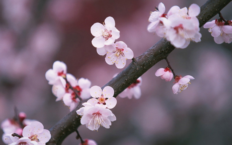 bloom, white, cherry Blossom, sakura, orchard, vulnerability, leaf, backgrounds, plant, pink Color, 1080P, fragility, spring, petal, flower, tree, season
