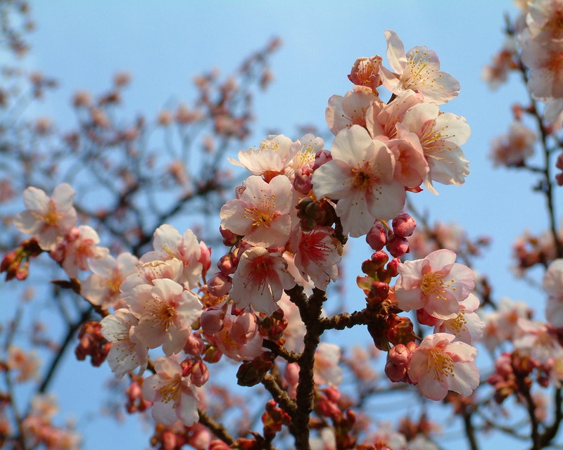 growth, springtime, cherry, cherry tree, flower Head, day, outdoors, backgrounds, botany, blossom, petal, close-up, pink Color, tree, pollen, plum, vulnerability