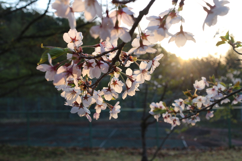 vulnerability, no people, tree, nature, springtime, blossom, sunrise, plant, twig, close-up, beauty in nature, freshness, flower head, the morning sun