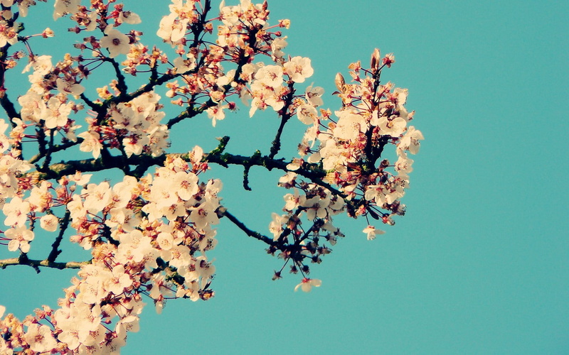 photography, abstract, art, hd, Flowers, sakura, film, x, cherry, blossoms, spring, cherry blossoms, 720P