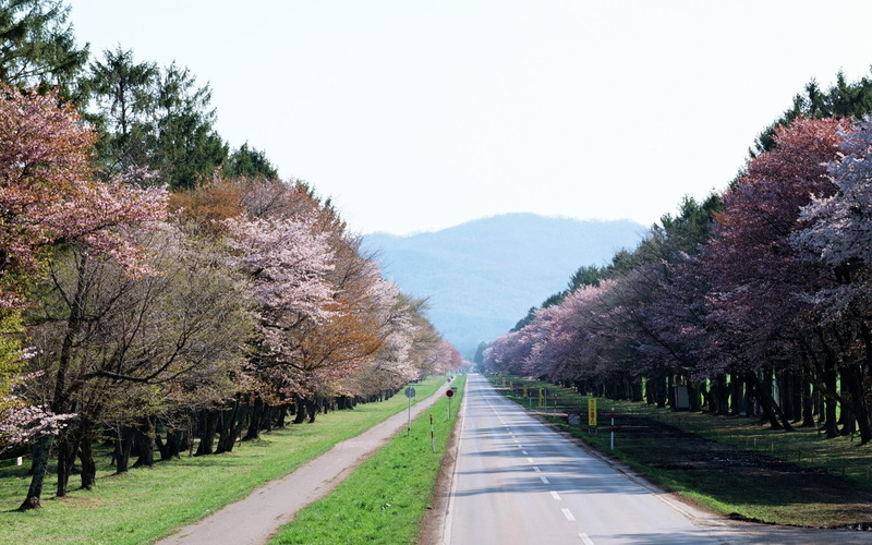 1080P, road, sakura, cherry-blossom, japan, nature, path, scenery