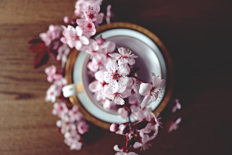 petal, indoors, container, beauty in nature, still life, cherry, various, 4K, table, flower head, wedding, no people, plant, blossom, vulnerability, close-up