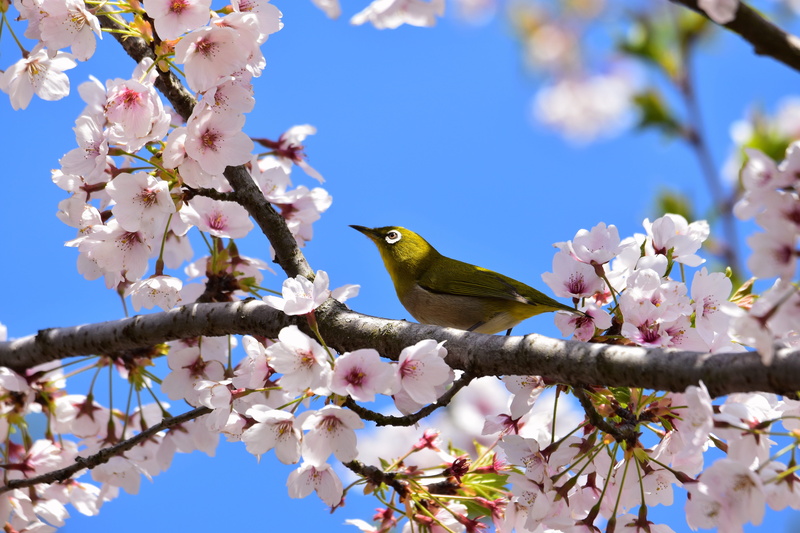nature, cherry tree, flower, animal themes, flower head, tree, animal wildlife, flowers, cherry blossom viewing, one animal, cherry blossom, low angle view