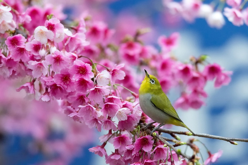 branch, beauty, bird, flower, 1080P, cherry, spring, japanese, flowers, blossom