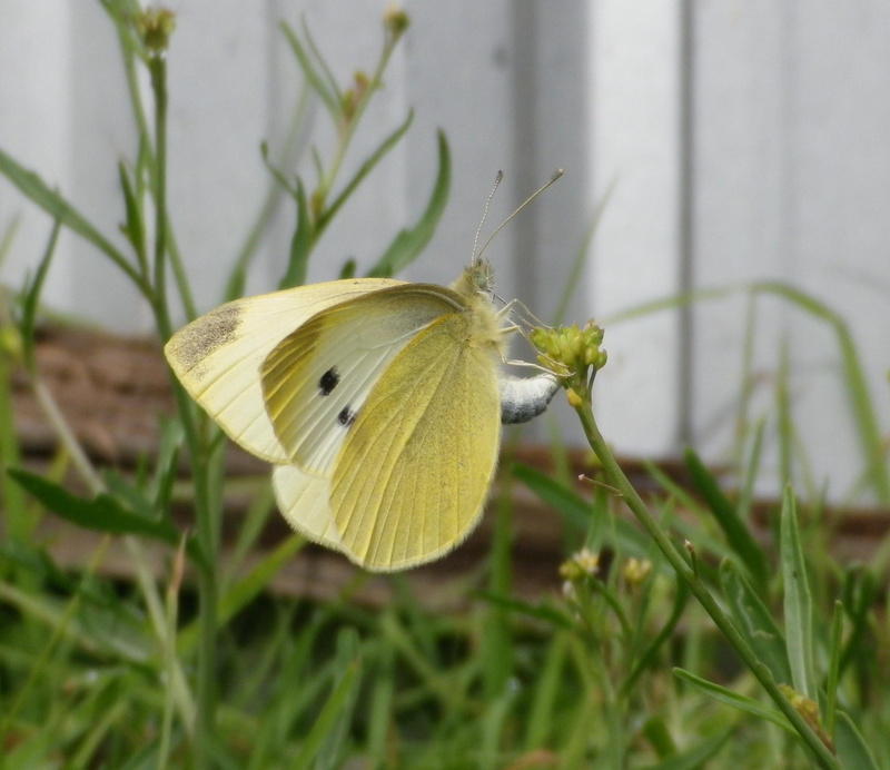 1080P, nature and landscapes, flower, peaceful, moth, time, butterfly, nature, moments, rest