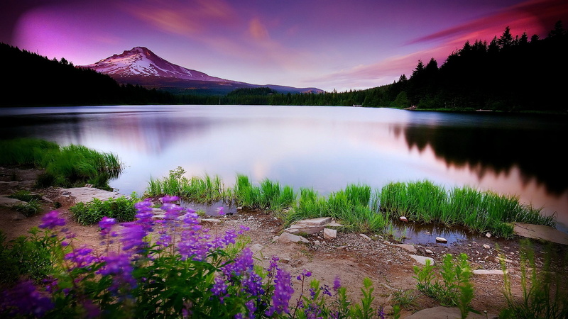 forest, flowers, nature, dome, flower, 2K, surrounded, tree, water, landscape, purple flower, scenics, beauty In Nature, sky, spring  lake, body of water