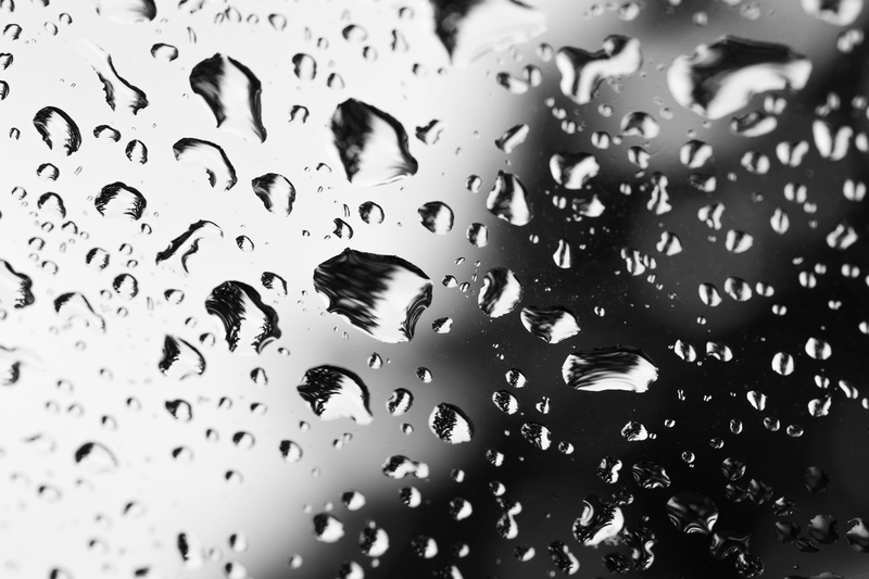 dew, water, marigold, close up, rainy season, droplets, ripple, ants, day, macro, wet, backgrounds, drop of water, beaded, dewdrop, close-up, glass - material