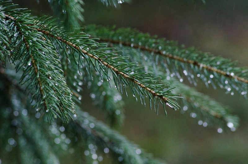 branch, dew, season, pine Tree, outdoors, focus on foreground, needle - Plant Part, drop, close-up, fir Tree, no people, spruce Tree, pine, plant, beauty in nature