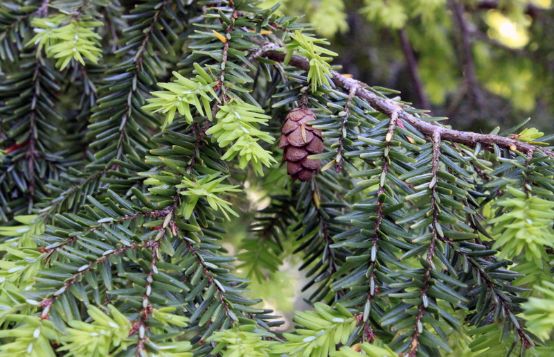 green, outdoor, needles, fir, fir tree, growth, season, country, evergreen, focus on foreground, coniferous tree, close-up, day, pine tree, pine cone, garden