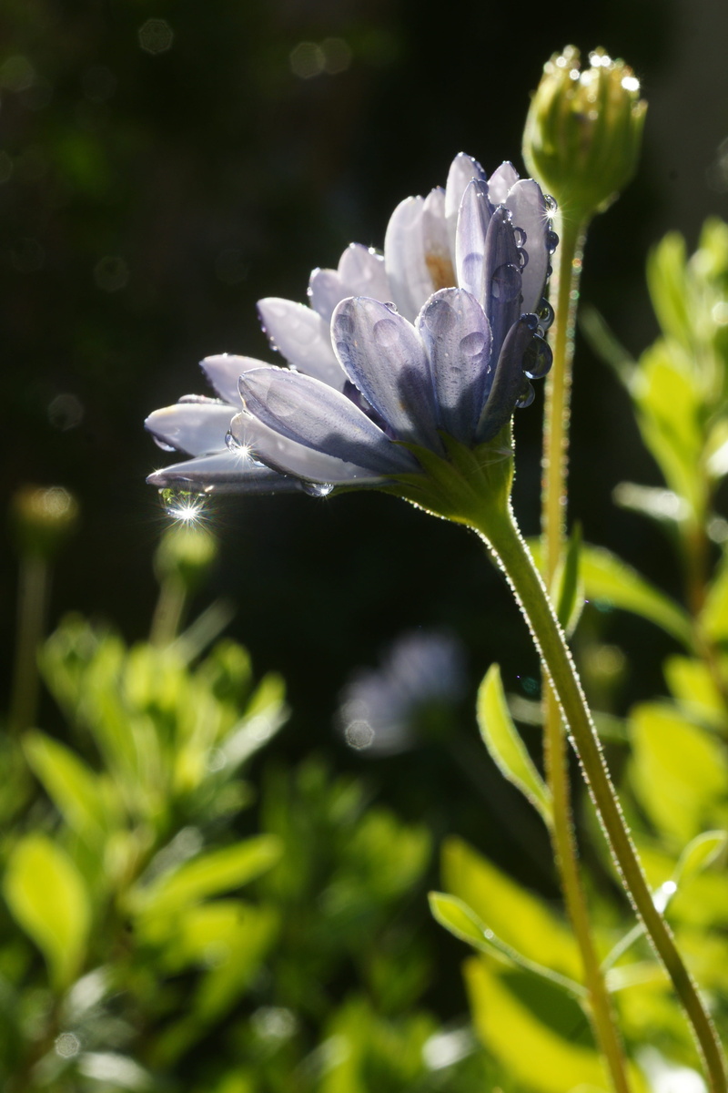 close-up, flowering plant, drops, outdoors, fresh, foliage, greenery, plant stem, drop, vulnerability, growth, focus on foreground, flower bud, no people