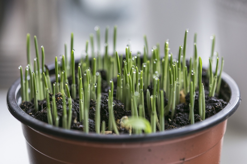 herbal, green, freshness, beauty in nature, grow, day, nature, herb, focus on foreground, new life, grass, detail, potted Plant, water, botany, outdoors