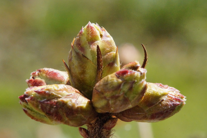 freshness, growth, beauty in nature, spring, branch, close, food and drink, plant part, fresh drive, food, firm, no people, close-up, live new, plug, nature