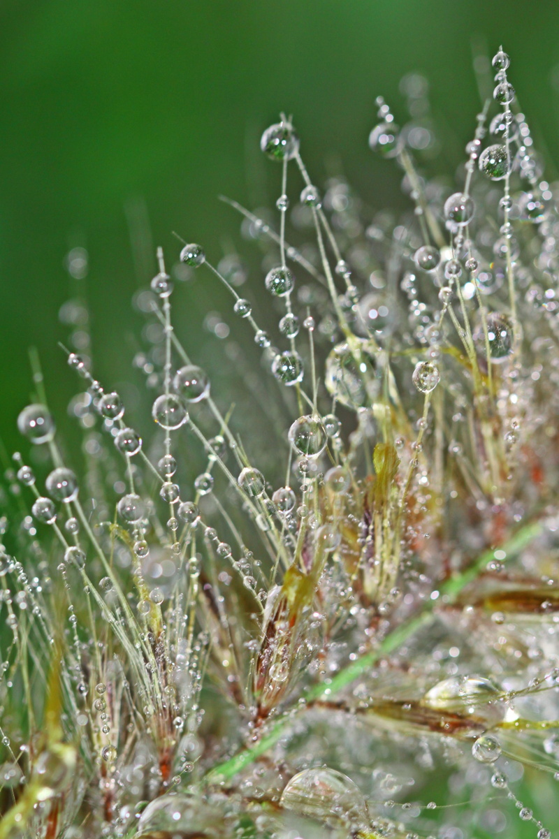 plant, sparkle, no people, freshness, plant macro, raindrop, droplets, dewdrop, dew, flowering plant, vulnerability, close, 4K, flora, selective focus