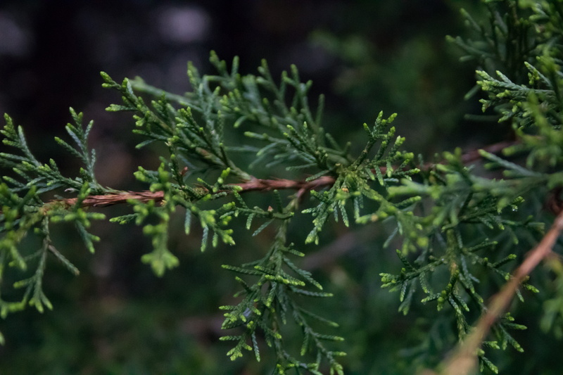 wood, outdoors, evergreen, plant, day, land, selective focus, pine tree, herb, fir, holiday, pine, food and drink, natural, growth, green color, branch