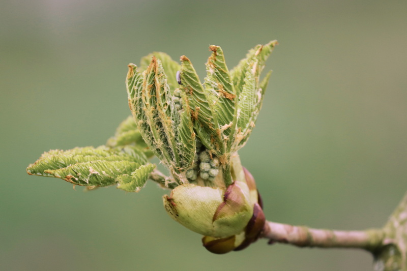 nature, motivation, freshness, beginnings, focus on foreground, flower, engine, beauty in nature, fruit, sprout, no people, bud, outdoors, plant, tree