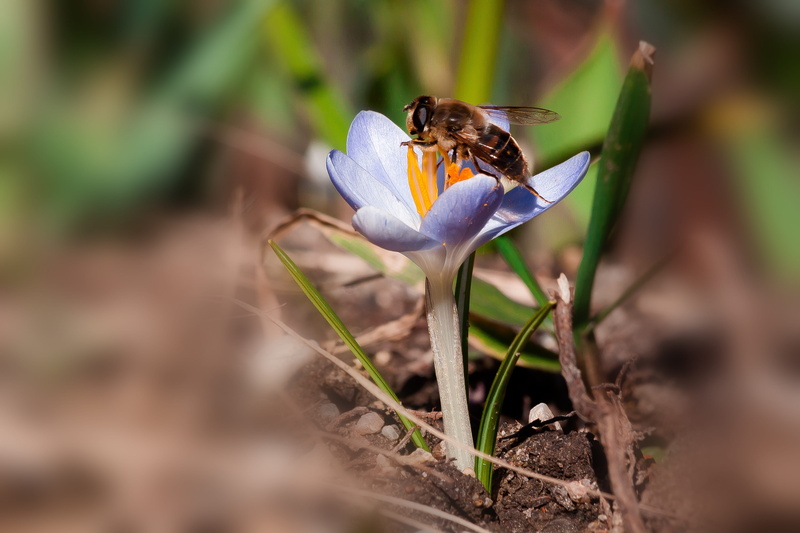 lenz, petal, hoverfly, spring crocus, close-up, selective focus, freshness, animal themes, blossom, one animal, vulnerability, schwertliliengewaechs, animal wildlife