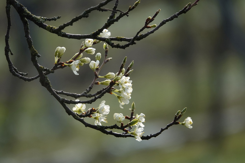 bud, close-up, tree, season, flower, lenz, plant, day, flowering plant, spring, white color, beauty in nature, flora, outdoors, bloom, focus on foreground