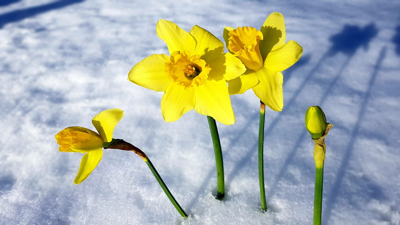 narcissus, transition, pollen, winter, focus on foreground, lenz, flower head, plant stem, 4K, vulnerability, growth, yellow, fragility, inflorescence