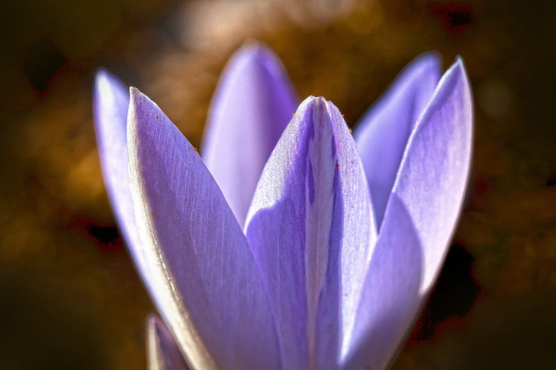 vulnerability, purple, krokus hybrid, the beginning of spring, flowering plant, crocus candidus, plant, spring, selective focus, focus on foreground, fragility