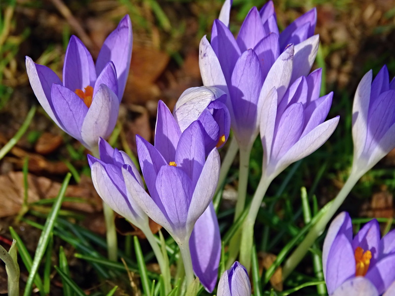 iris - plant, vulnerability, spring, schwertliliengewaechs, close-up, no people, flowers, nature, flower, field, harbinger of spring, inflorescence, iris