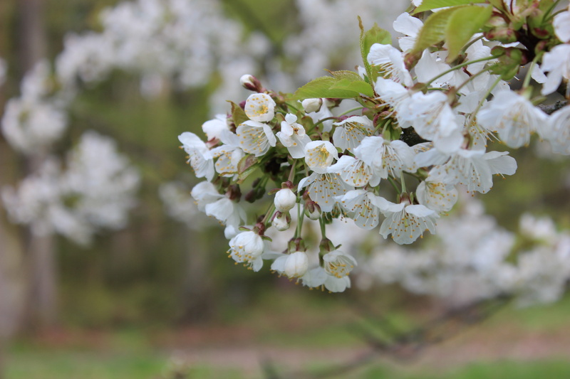 flower head, blossom, growth, day, fragility, bunch of flowers, springtime, pink, nature, beauty in nature, botany, white, cherry tree, no people, branch