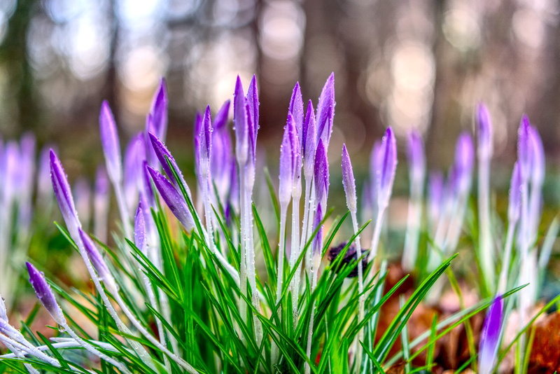 growth, forest, garden, focus on foreground, bright, yellow, ornamental garden, blade of grass, flowers, dark purple, flowering plant, beauty in nature