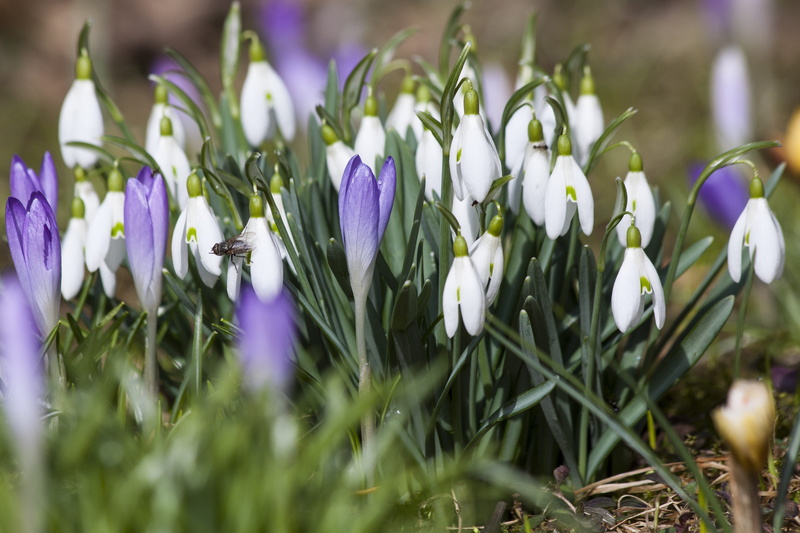 spring, day, outdoors, beauty in nature, photography, flowers, springtime, flower head, close-up, bloom, vulnerability, field, snowdrop, focus, schwertliliengewaechs