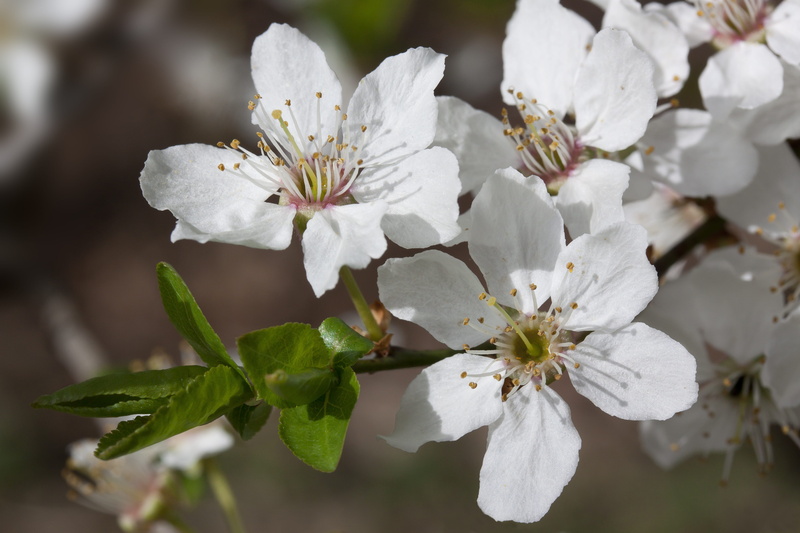 beauty in nature, branch, close-up, yellow plum, prunus domestica subsp, macro, plant part, flower head, flowering plant, white, 4K, blossom, nature, spring