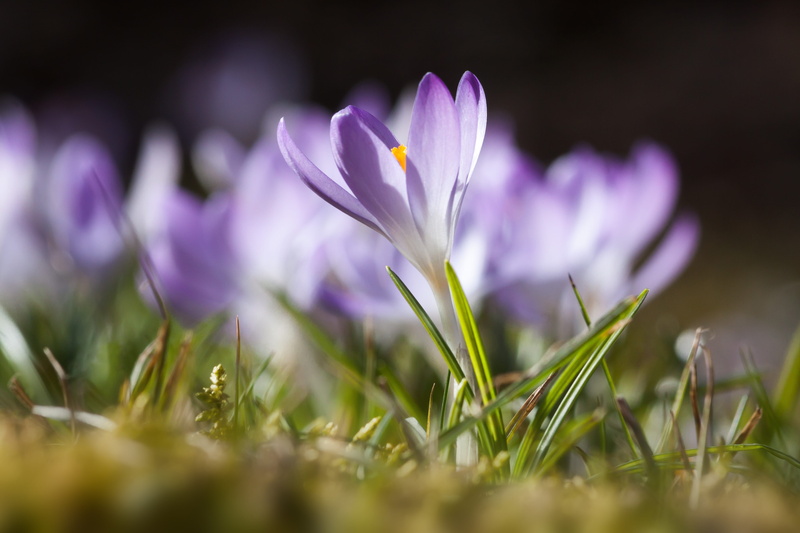 purple, violet, plant, plain, wild species, macro, flower, no people, frühlingsanfang, springtime, spring, 4K, selective, beauty in nature, krokus hybrid