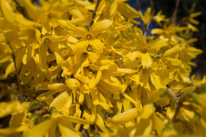 fragility, inflorescence, freshness, forsythia, forsythienblüte, day, vibrant color, outdoors, 5K, selective focus, no people, garden, spring, growth