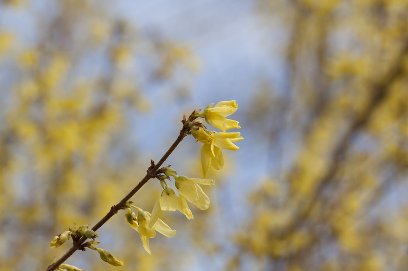 animal wildlife, lenz, bloom, petal, Garden, growth, freshness, focus on foreground, close-up, insect, one animal, tree, spring, Gold, Forsythia, flowering plant