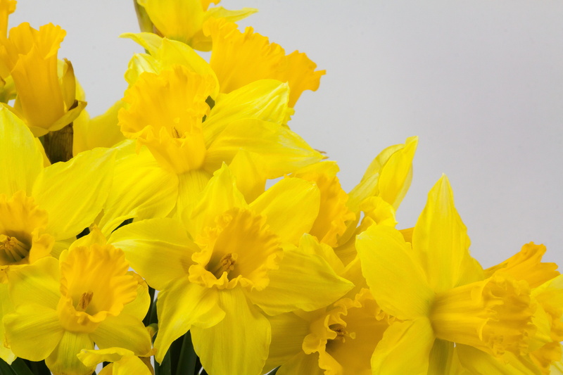 plant, flowering plant, inflorescence, petal, spring, lenz, trumpet daffodil, flower head, beauty, orange, daffodil, ostergloeckchen, narcissus, flora