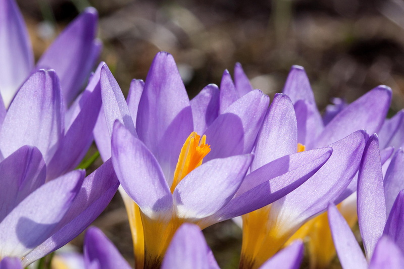 flowering plant, spring crocus, petal, close-up, crocus, fragility, inflorescence, pollen, flower head, schwertliliengewaechs, flowers, flower, lenz, freshness