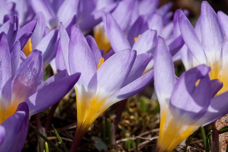 flora, growth, flowers, close-up, fragility, violet, blossom, 4K, springtime, no people, inflorescence, field, plant, bloom, pollen, iris, vulnerability