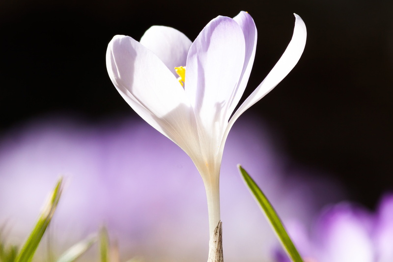 violet, macro, pink color, fragility, studio shot, flora, nature, valentines day - holiday, spring, close-up, flowers, schwertliliengewaechs, iris, spring awakening