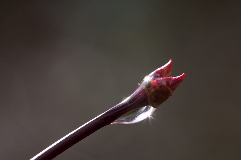 freshness, nature, copy space, food and drink, animal themes, animal, maple, drip, bud, beauty in nature, lenz, sunbeam, reflex, spring, studio shot, pink color