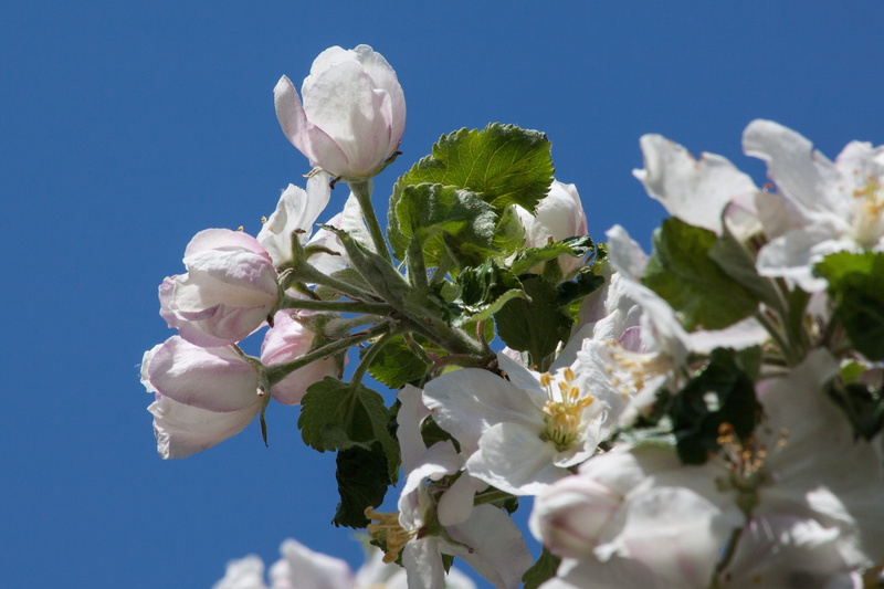 the four seasons, sprout, blossom, freshness, 4K, white, flowering plant, Spring, petal, nature, softness, beauty in nature, plant, growth, one, springtime