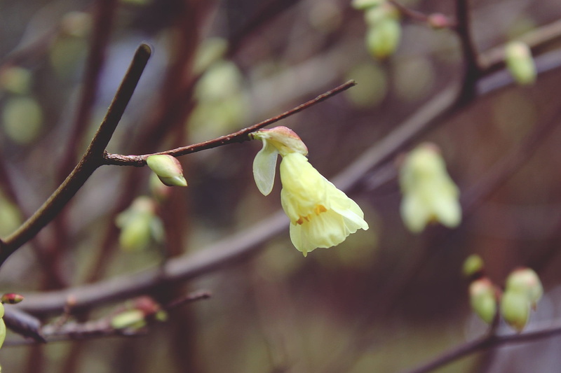 lenz, flora, spring, branch, forsythia hedge, Gold, fragility, day, focus on foreground, frühlingsanfang, twig, early bloomer, no people, freshness, outdoors