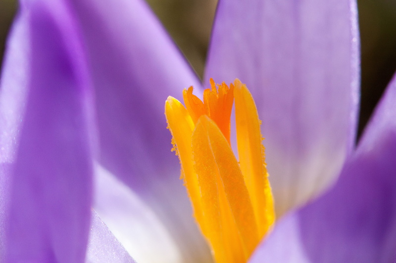 macro, flowers, purple, violet, spring crocus, schwertliliengewaechs, plant, bloom, vulnerability, lenz, springtime, close-up, yellow, inflorescence, 4K