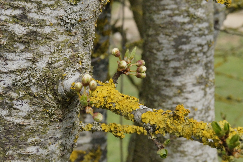 lichen, tree, outdoors, sprout, knock out, renewal, 5K, growth, scion, lenz, tree trunk, no people, spring, beauty in nature, engine, plant bark, insect
