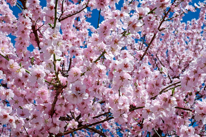 botany, no people, japanese cherry trees, blossom, branch, 4K, day, spring, flowering time, fragility, colorful, close-up, vulnerability, pink color, flower tree