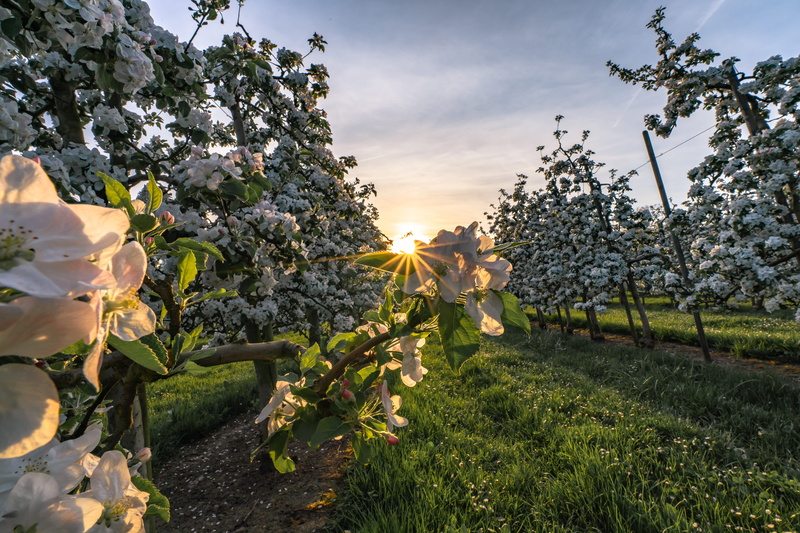 flower, cloud - sky, plant, switzerland, frühling, lenz, fragility, grass, tree, 5K, blooming, day, no people, flowering plant, cherry blossom, landscape